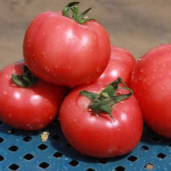 Томат Грифон F1 /500 семян/ *Nunhems Zaden*