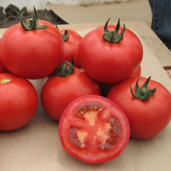 Томат Валдай F1 /500 семян/ *Nunhems Zaden*