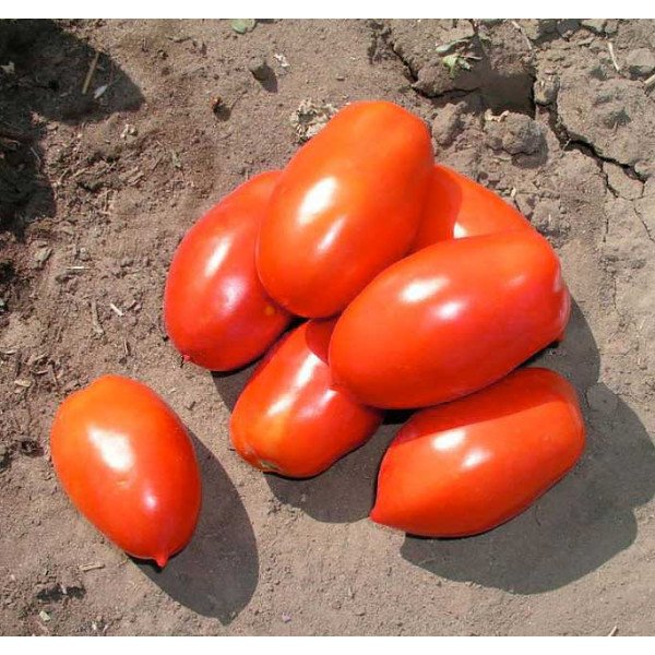 Семена томата Инкас F1 /25.000 семян/ *Nunhems Zaden*