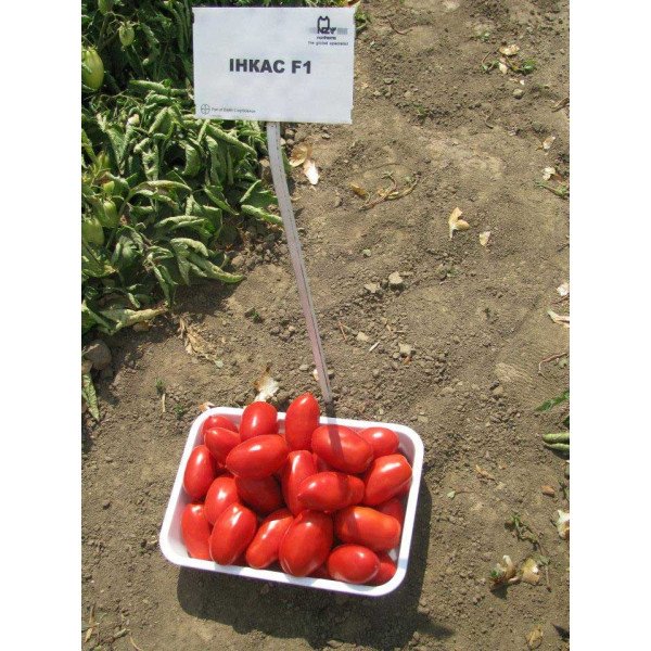 Семена томата Инкас F1 /25.000 семян/ *Nunhems Zaden*