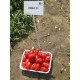 Семена томата Инкас F1 /25.000 семян/ *Nunhems Zaden*