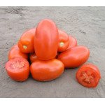 Томат Классик F1 /25.000 семян драже/ *Nunhems Zaden*