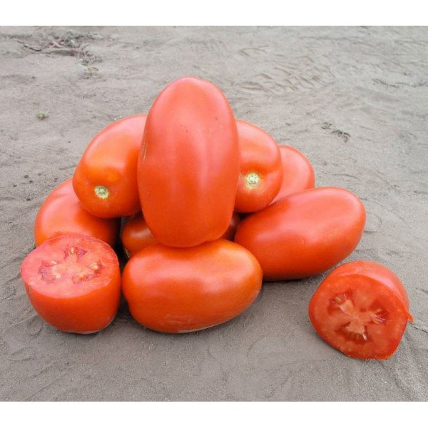 Семена томата Классик F1 /25.000 семян драже/ *Nunhems Zaden*