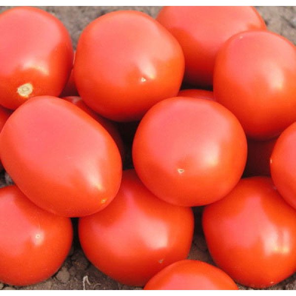 Семена томата Ред Скай F1 /5.000 семян/ *Nunhems Zaden*