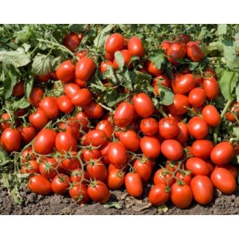 Томат Адванс F1 /5.000 семян/ *Nunhems Zaden*