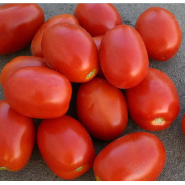 Семена томата Адванс F1 /25.000 семян/ *Nunhems Zaden*