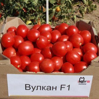 Томат Вулкан F1 /5.000 семян/ *Nunhems Zaden*