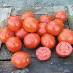 Томат Вулкан F1 /25.000 насінин/ *Nunhems Zaden*