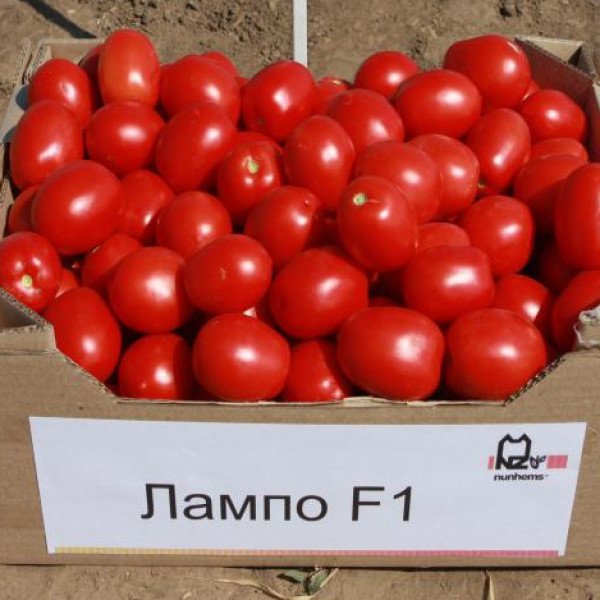 Семена томата Лампо F1 /10.000 семян/ *Nunhems Zaden*