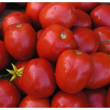 Томат Лампо F1 /25.000 семян драже/ *Nunhems Zaden*