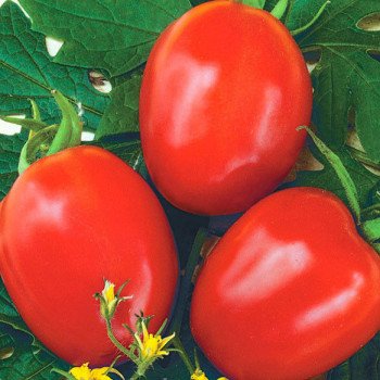 Томат Фоккер F1 /25.000 семян/ *Nunhems Zaden*