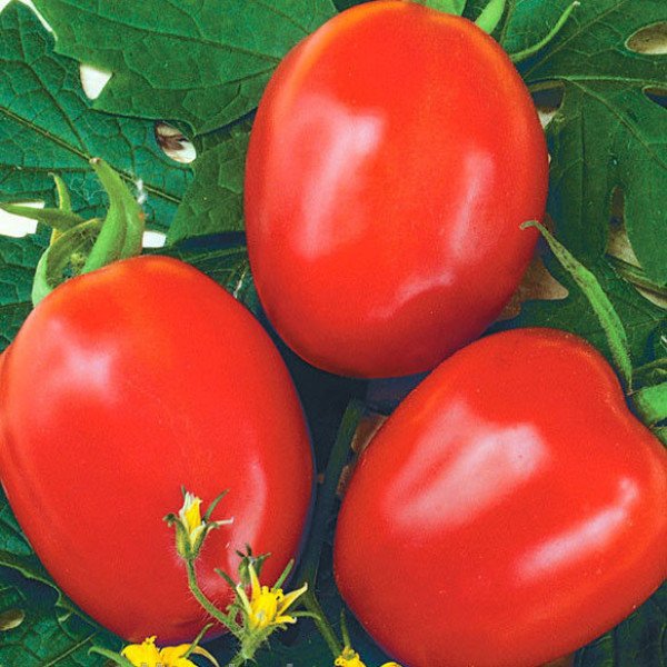 Насіння томату Фоккер F1 /25.000 насінин/ *Nunhems Zaden*