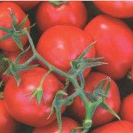 Томат Фоккер F1 /25.000 насінин драже/ *Nunhems Zaden*