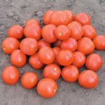 Томат Дональд F1 /25.000 насінин/ *Nunhems Zaden*