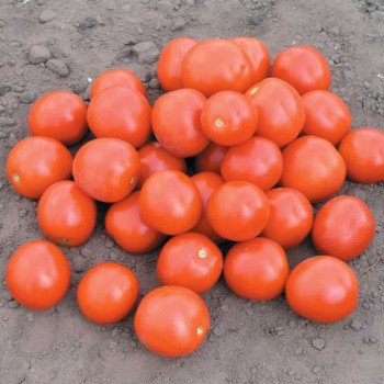 Томат Дональд F1 /25.000 семян/ *Nunhems Zaden*