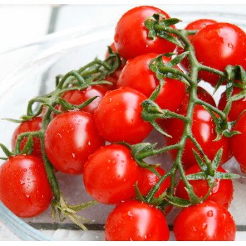 Томат Сомма F1 /5.000 семян/ *Nunhems Zaden*