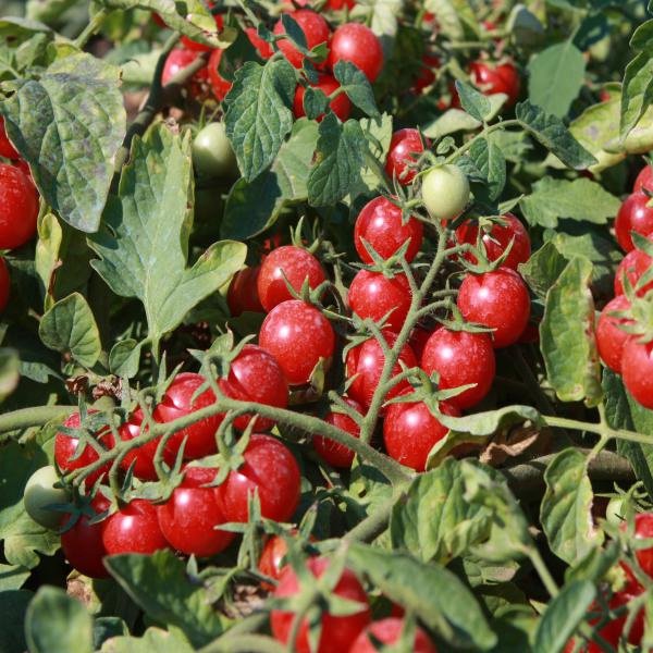 Семена томата Сомма F1 /1.000 семян/ *Nunhems Zaden*