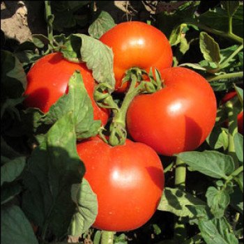 Томат Майсалун F1 /1.000 семян/ *Nunhems Zaden*