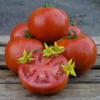 Томат Орко F1 /1.000 семян/ *Nunhems Zaden*