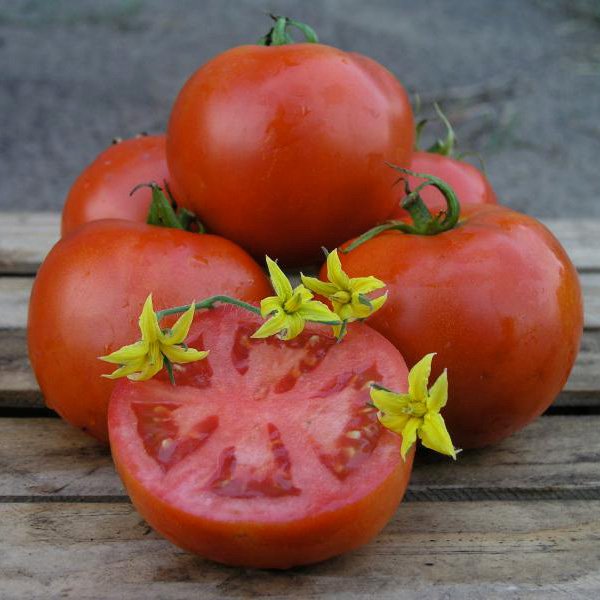 Семена томата Орко F1 /1.000 семян/ *Nunhems Zaden*