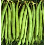 Квасоля Нагано /100.000 насінин/ *Nunhems Zaden*