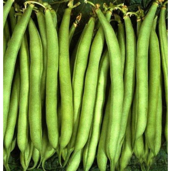 Семена фасоли Нагано /100.000 семян/ *Nunhems Zaden*