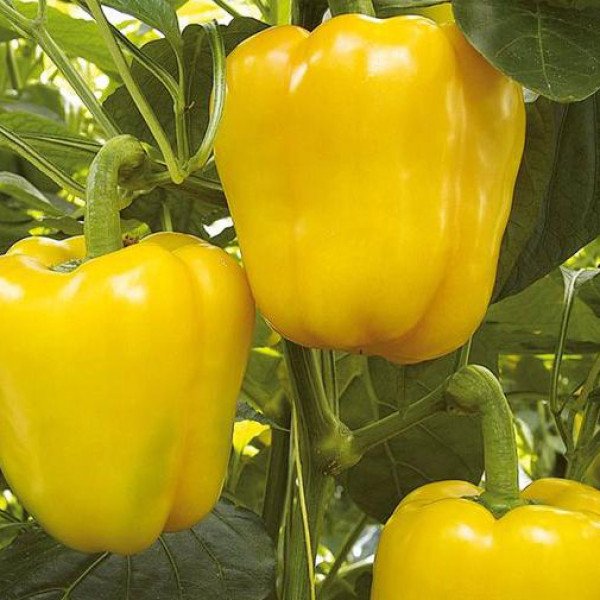 Насіння перцю солодкого Турбін F1 /500 насінин/ *Bejo Zaden*