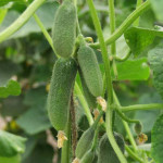 Огірок Алекс F1 /250 насінин/ *Bejo Zaden*