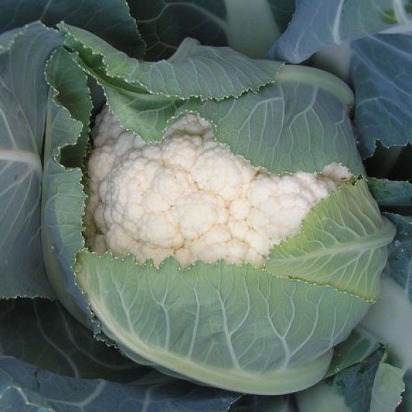 Насіння капусти цвітної Овієдо F1 /2.500 насінин/ *Bejo Zaden*