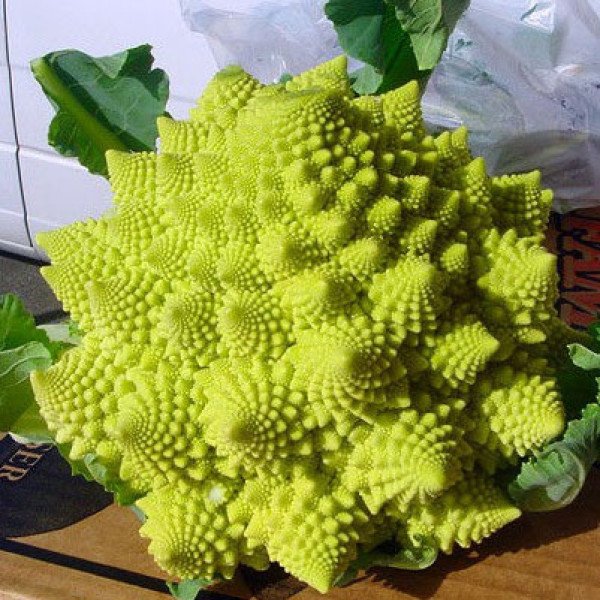 Насіння капусти цвітної Вероніка F1 /2.500 насінин/ *Bejo Zaden*