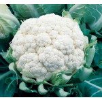 Капуста цветная Балбоа F1 /2.500 семян/ *Bejo Zaden*