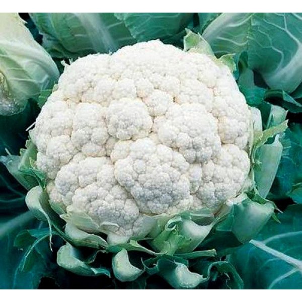 Насіння капусти цвітної Балбоа F1 /2.500 насінин/ *Bejo Zaden*