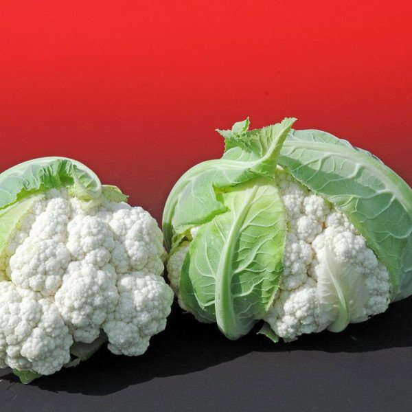 Насіння капусти цвітної Альтаміра F1 /2.500 насінин/ *Bejo Zaden*