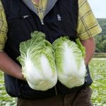 Капуста пекінська Еміко F1 /2.500 насінин/ *Bejo Zaden*