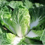 Капуста пекінська Еміко F1 /10.000 насінин/ *Bejo Zaden*