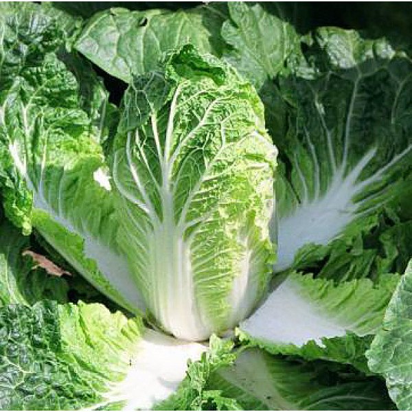 Семена капусты пекинской Эмико F1 /10.000 семян/ *Bejo Zaden*