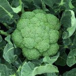 Капуста брокколи Батавия F1 /2.500 семян/ *Bejo Zaden*