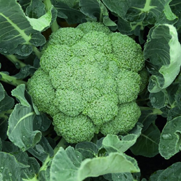 Семена капусты брокколи Батавия F1 /2.500 семян/ *Bejo Zaden*