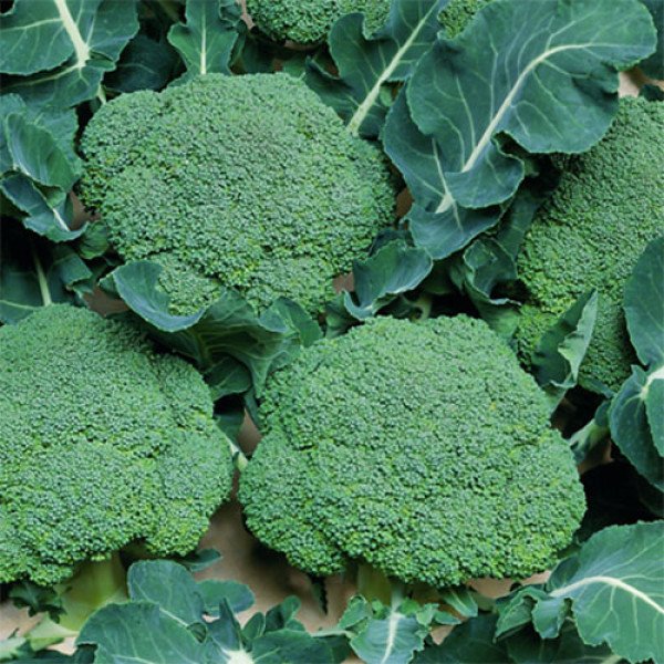 Насіння капусти броколі Белстар F1 /2.500 насінин/ *Bejo Zaden*