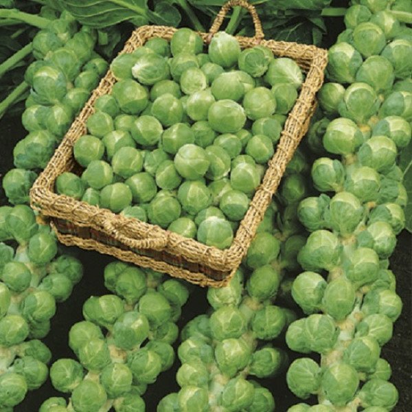 Насіння брюссельської капусти Діабло F1 /2.500 насінин/ *Bejo Zaden*