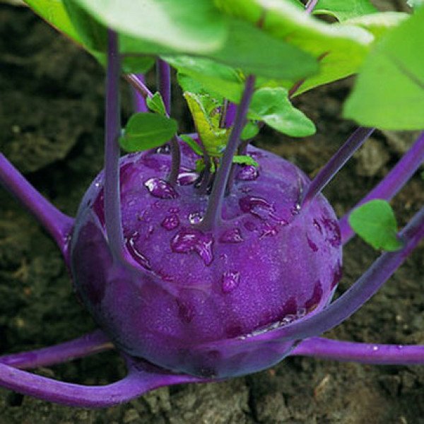 Насіння капусти кольрабі Колібрі F1 /2.500 насінин/ *Bejo Zaden*