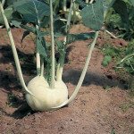 Капуста кольрабі Корист F1 /2.500 насінин/ *Bejo Zaden*