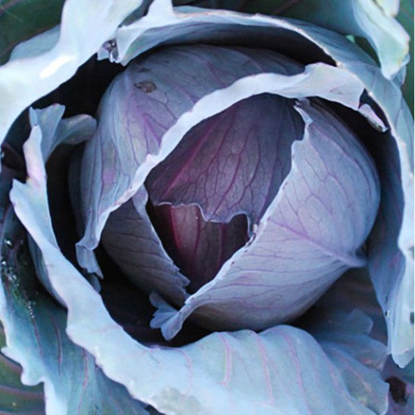 Насіння капусти червоноголової Ранчеро F1 /2.500 насінин/ *Bejo Zaden*