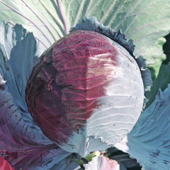 Капуста краснокочанная Лектро F1 /2.500 семян/ *Bejo Zaden*