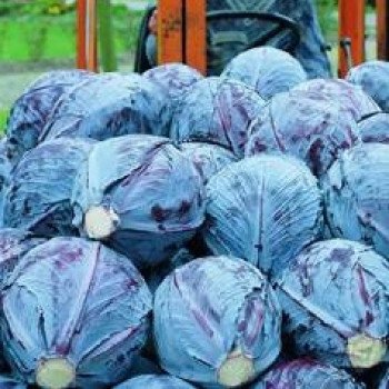 Капуста краснокочанная Лектро F1 /2.500 семян/ *Bejo Zaden*