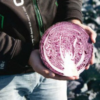 Капуста краснокочанная Климаро F1 /2.500 семян/ *Bejo Zaden*