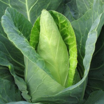Капуста белокочанная Карафлекс F1 /1.000 семян/ *Bejo Zaden*