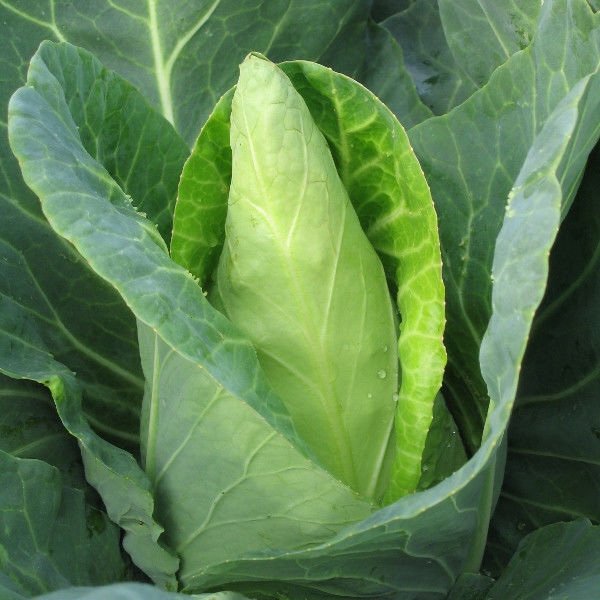 Насіння капусти білокачанної Карафлекс F1 /1.000 насінин/ *Bejo Zaden*