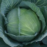 Капуста білоголова Чекмейт F1 /2.500 насінин/ *Bejo Zaden*