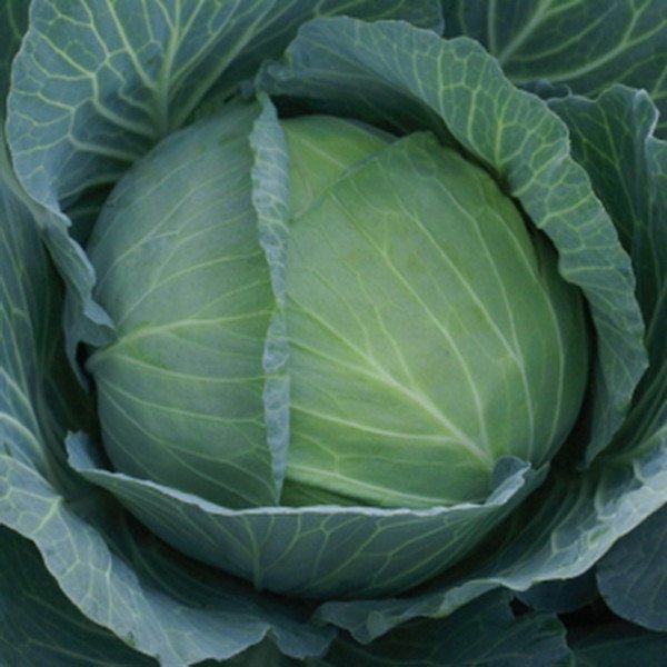Семена капусты белокочанной Чекмейт F1 /2.500 семян/ *Bejo Zaden*